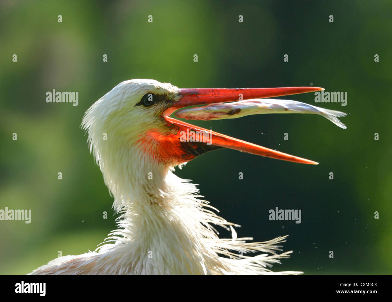 Cigüeña blanca (Ciconia ciconia) con peces capturados en su pico, Stuttgart, Baden-Wurtemberg Foto de stock