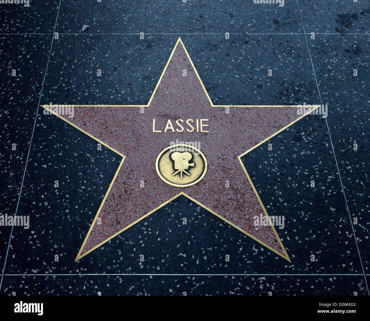 Terrazo estrella por el artista Lassie, categoría de película, el Paseo de la Fama de Hollywood Boulevard, Hollywood, Los Angeles, California Foto de stock