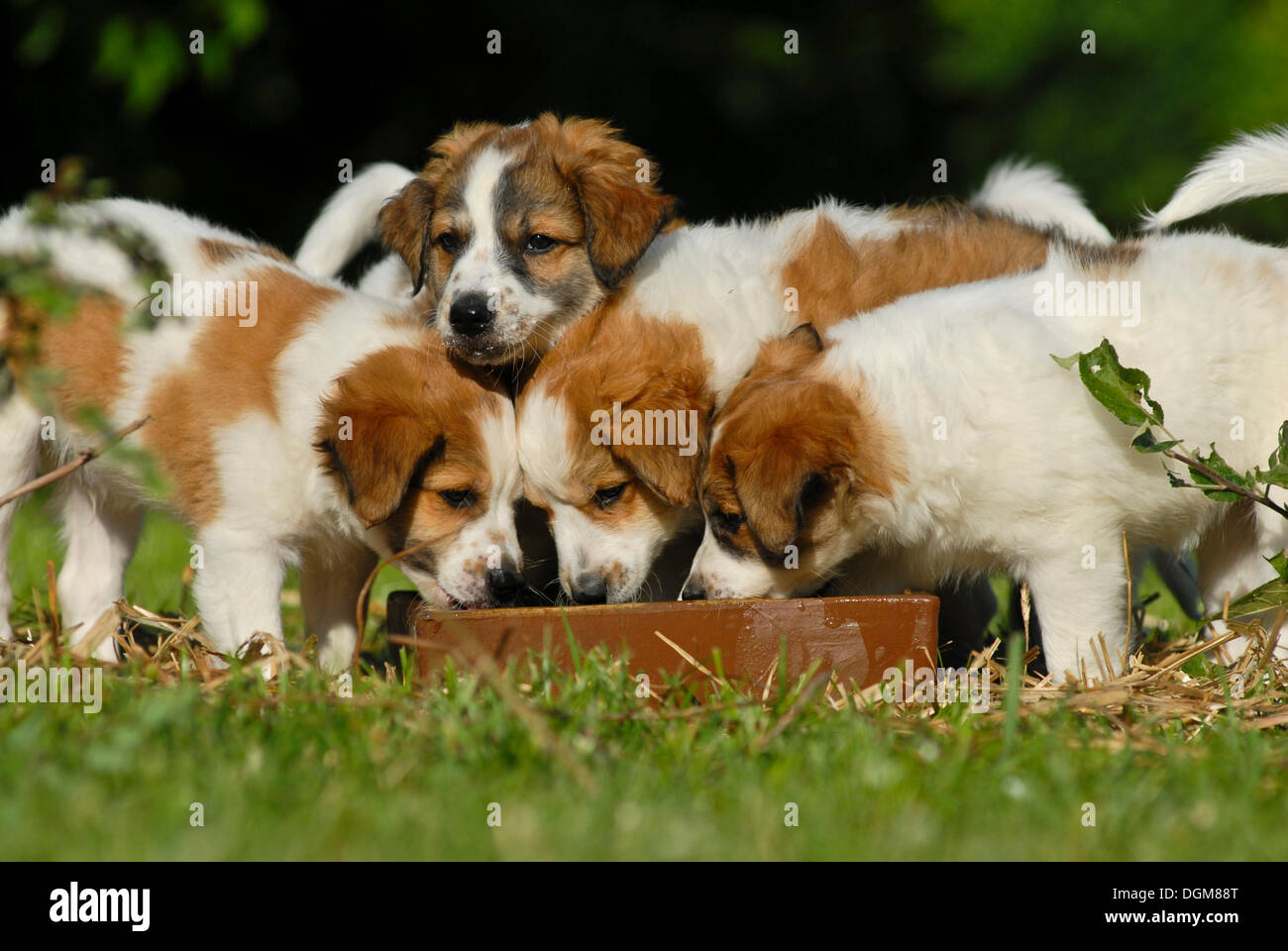 4 cachorros fotografías e imágenes de alta resolución - Alamy