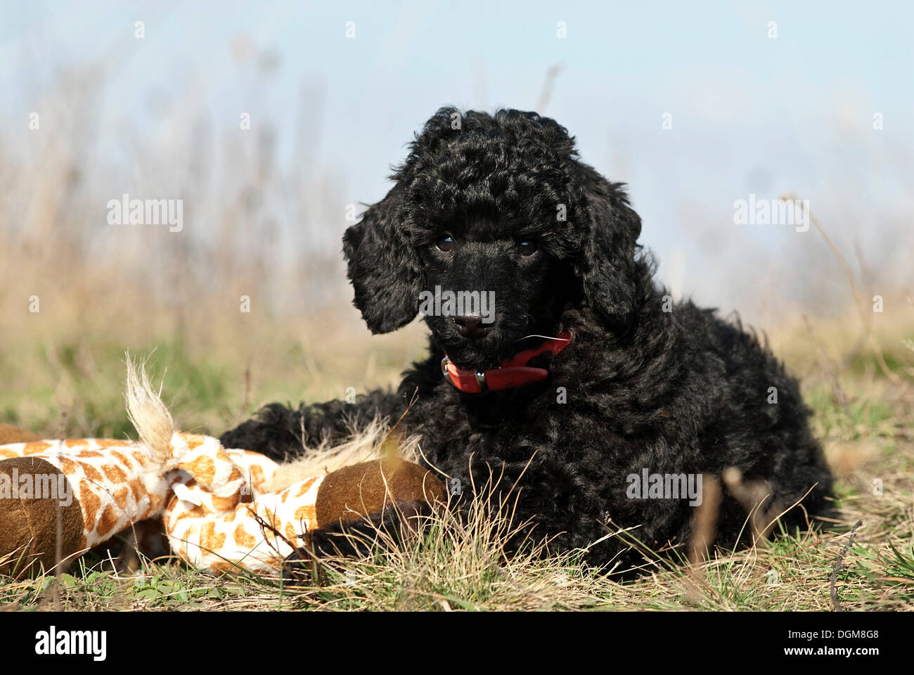 Cachorro caniche negro acostado junto a un animal de peluche Foto de stock