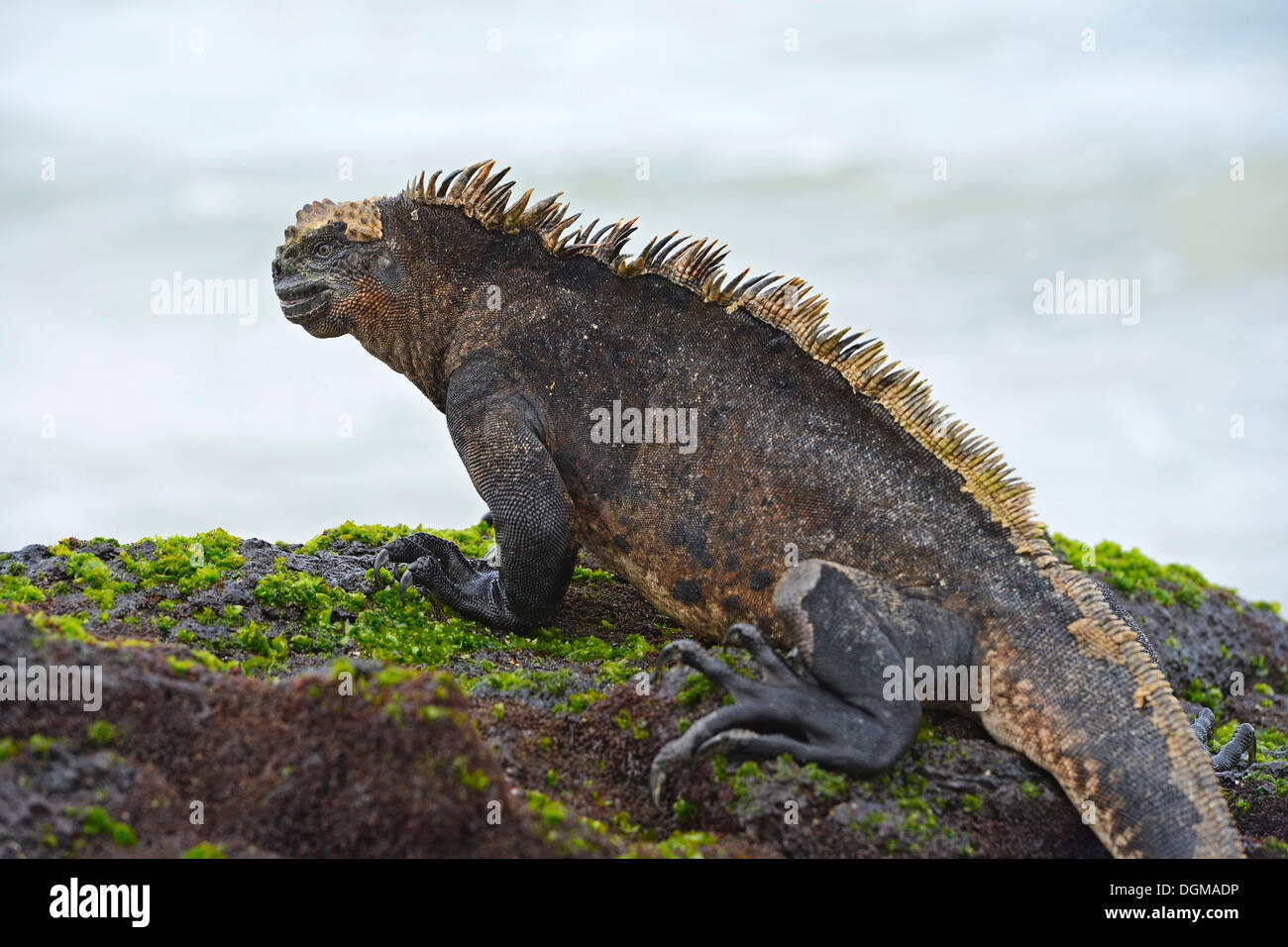 Iguana marina (Amblyrhynchus cristatus), subespecie de la isla Isabela, Puerto Villamil, Islas Galápagos, UNESCO World Foto de stock