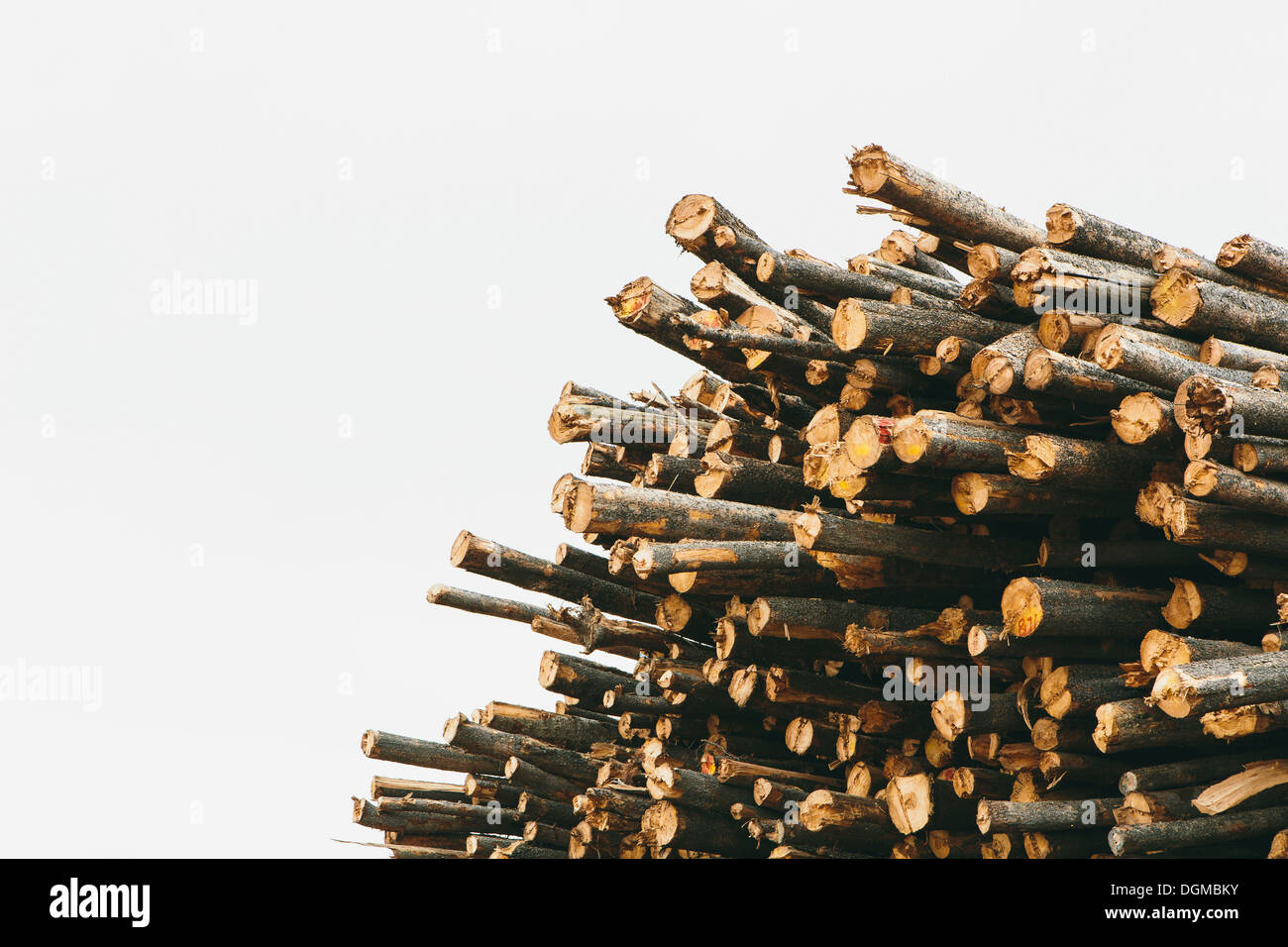 Una pila de cortar troncos de madera, Lodge Pole pinos en un molino de madera Foto de stock