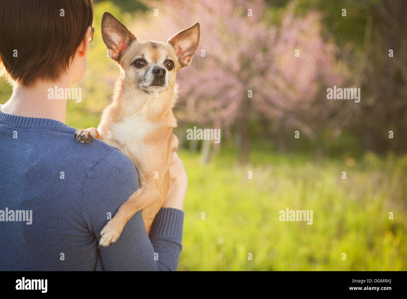 Una mujer joven en un campo de hierba en primavera. La celebración de un pequeño perro chihuahua en sus brazos. Una mascota. Foto de stock
