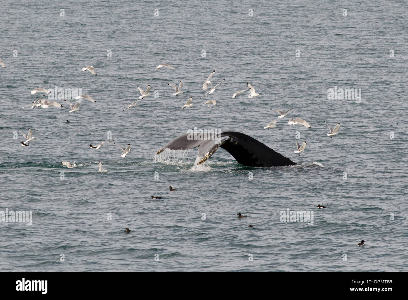 Fluke de buceo una ballena jorobada (Megaptera novaeangliae), rodeado de gaviotas, la isla de Spitsbergen, Hinlopenstretet Foto de stock