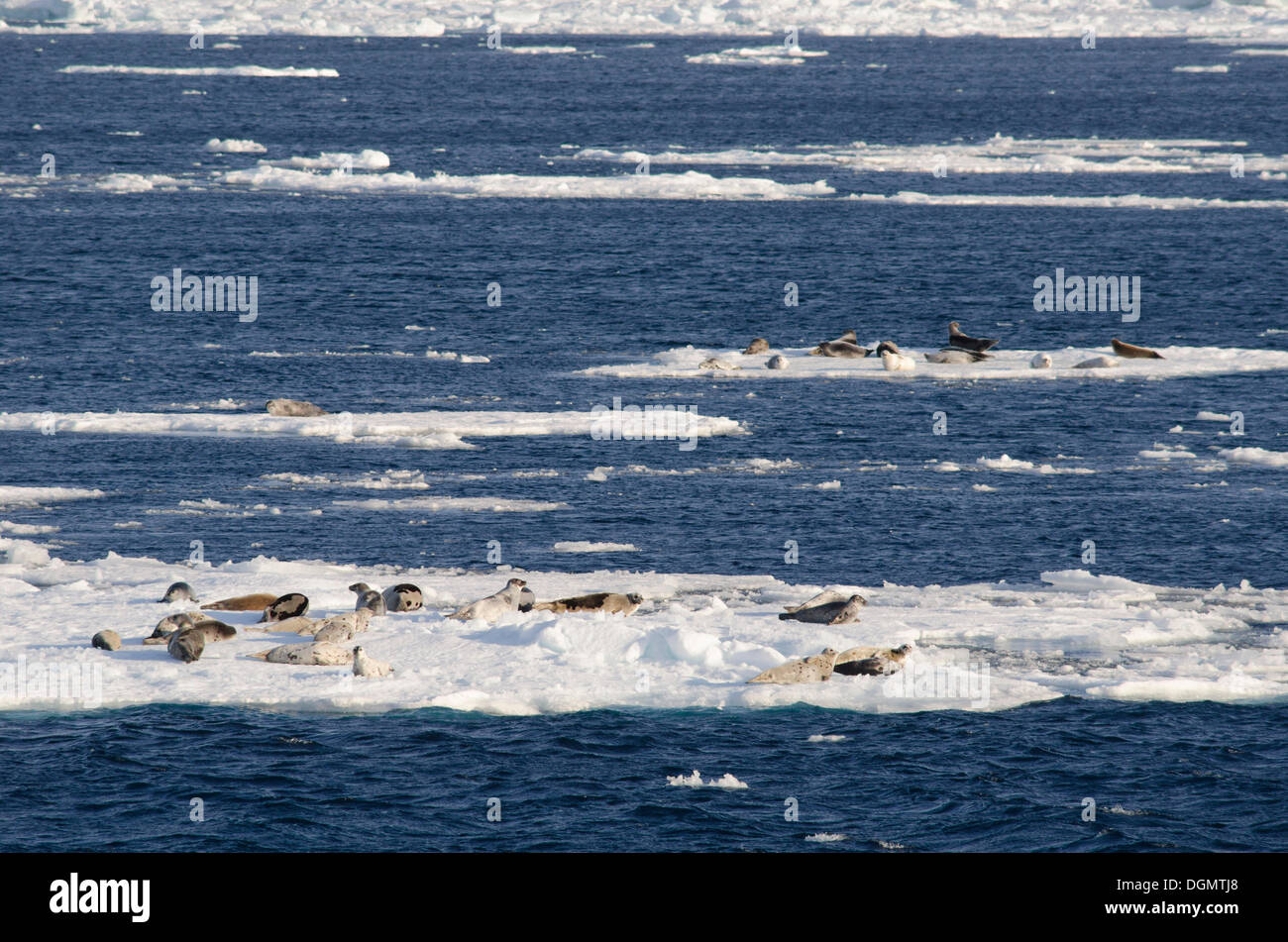 Grupo de focas arpa (Pagophilus groenlandicus, Phoca groenlandica), sobre el hielo, hielo a la deriva, la isla de Spitsbergen Foto de stock