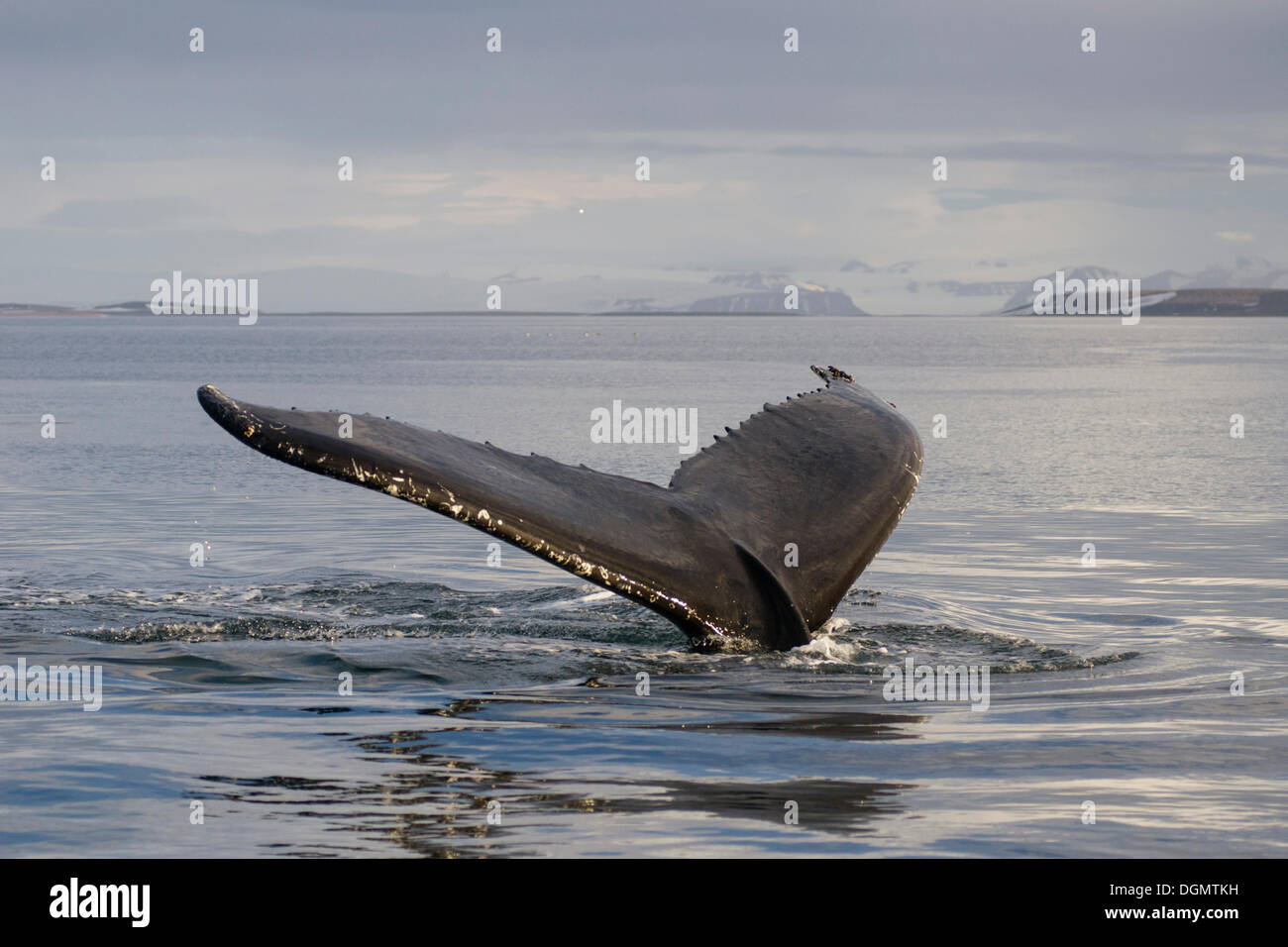 Fluke de buceo una ballena jorobada (Megaptera novaeangliae), Hinlopenstretet Spitsbergen, isla, archipiélago de Svalbard Foto de stock