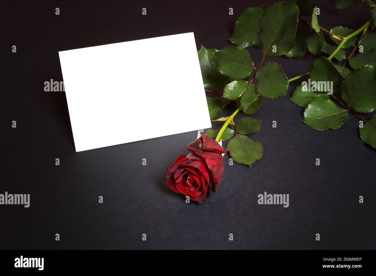 Rosa roja con tarjeta vacía para un mensaje de amor. Foto de stock