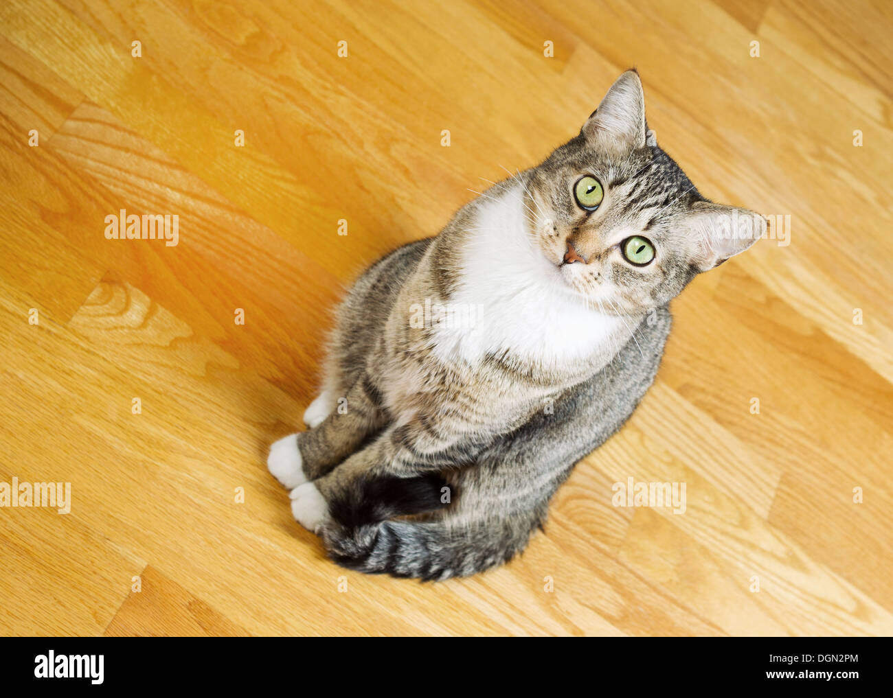 Foto inclinada gris de pelo corto gato atigrado, mirando hacia delante, mientras están sentados en suelos de madera de roble Foto de stock