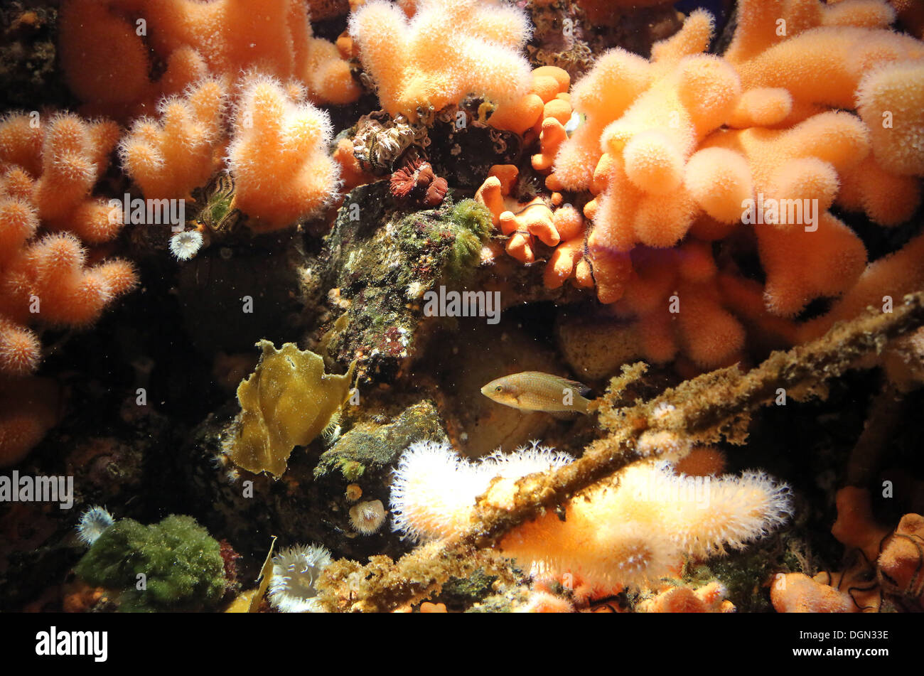 Stralsund, Alemania, los corales en un acuario Foto de stock