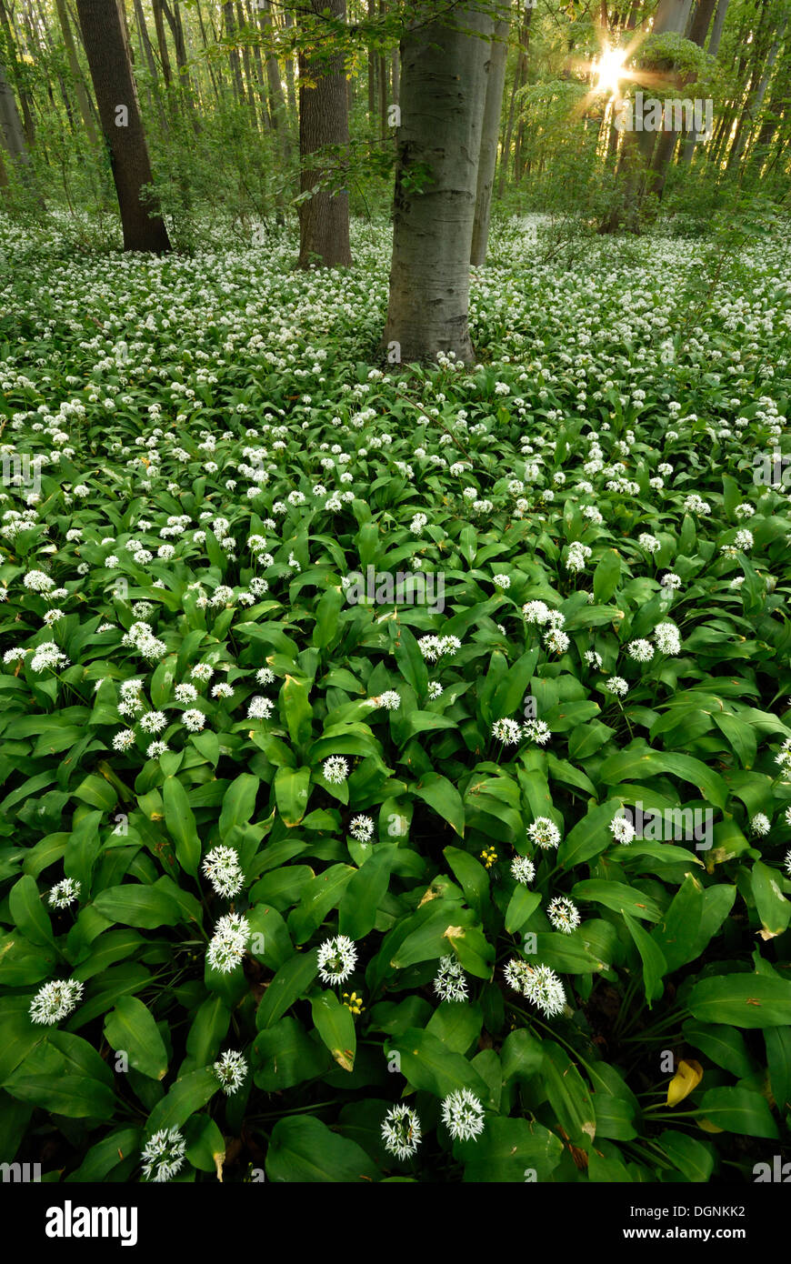 Ramsons o el ajo silvestre (Allium ursinum), bosques de tierras bajas de Leipzig, Sajonia, Suiza, Europa Foto de stock