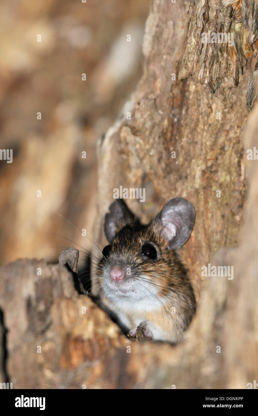 (Apodemus sylvaticus ratón de madera), bosque aluvial de Leipzig, Sajonia Foto de stock
