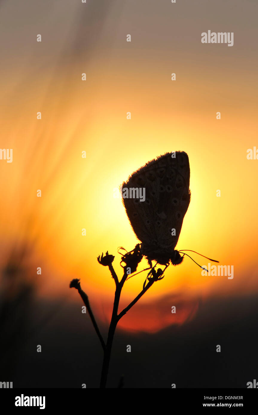 Butterfly (Lycaenidae) al amanecer, Rana Montaña, República Checa, Europa Foto de stock