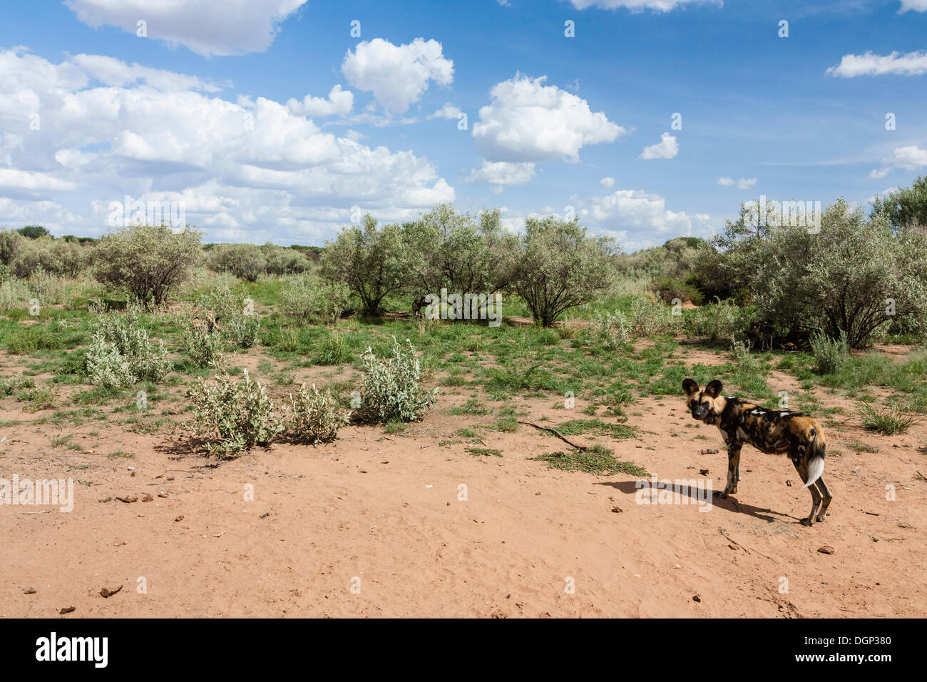 Perro salvaje africano o Cape perro de caza, también pintado pintado o perro lobo (Lycaon pictus), Naankuse, Namibia Foto de stock