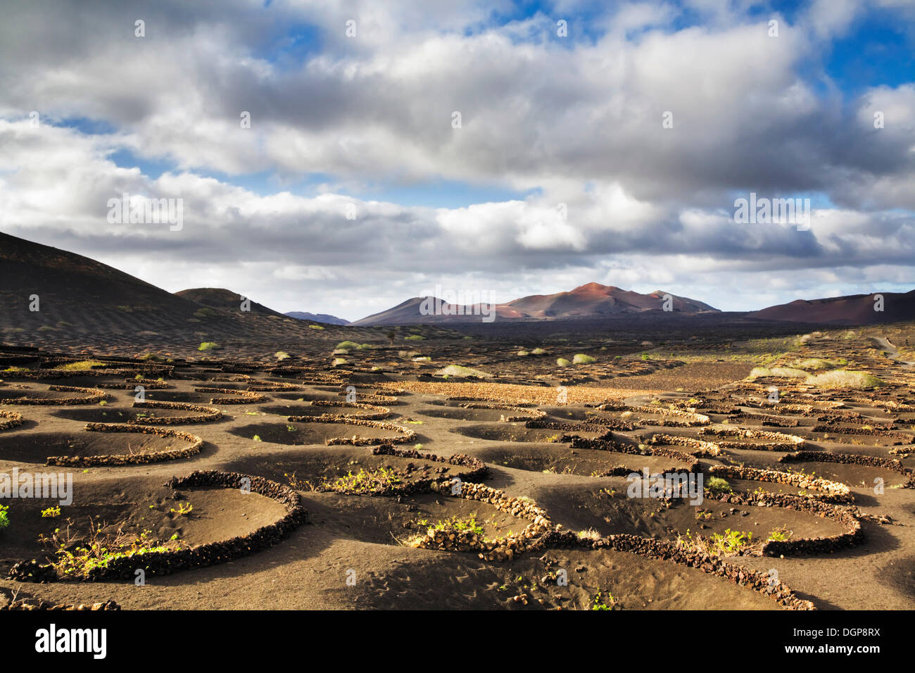 Insen fotografías e imágenes de alta resolución - Alamy