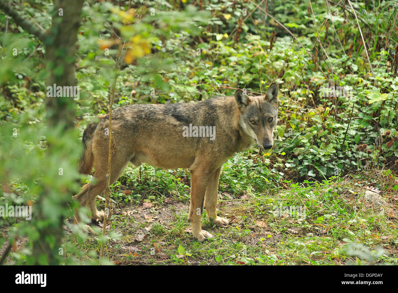 Lobo italiano Canis lupus italicus, Canidae, Parque Nacional de Abruzzo, Italia Foto de stock