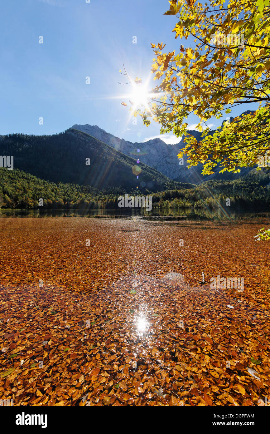 Lago Hinterer Langbathsee Hoellengebirge con hojas de hayas, montañas, Ebensee, región de Salzkammergut, Upper Austria, Austria Foto de stock