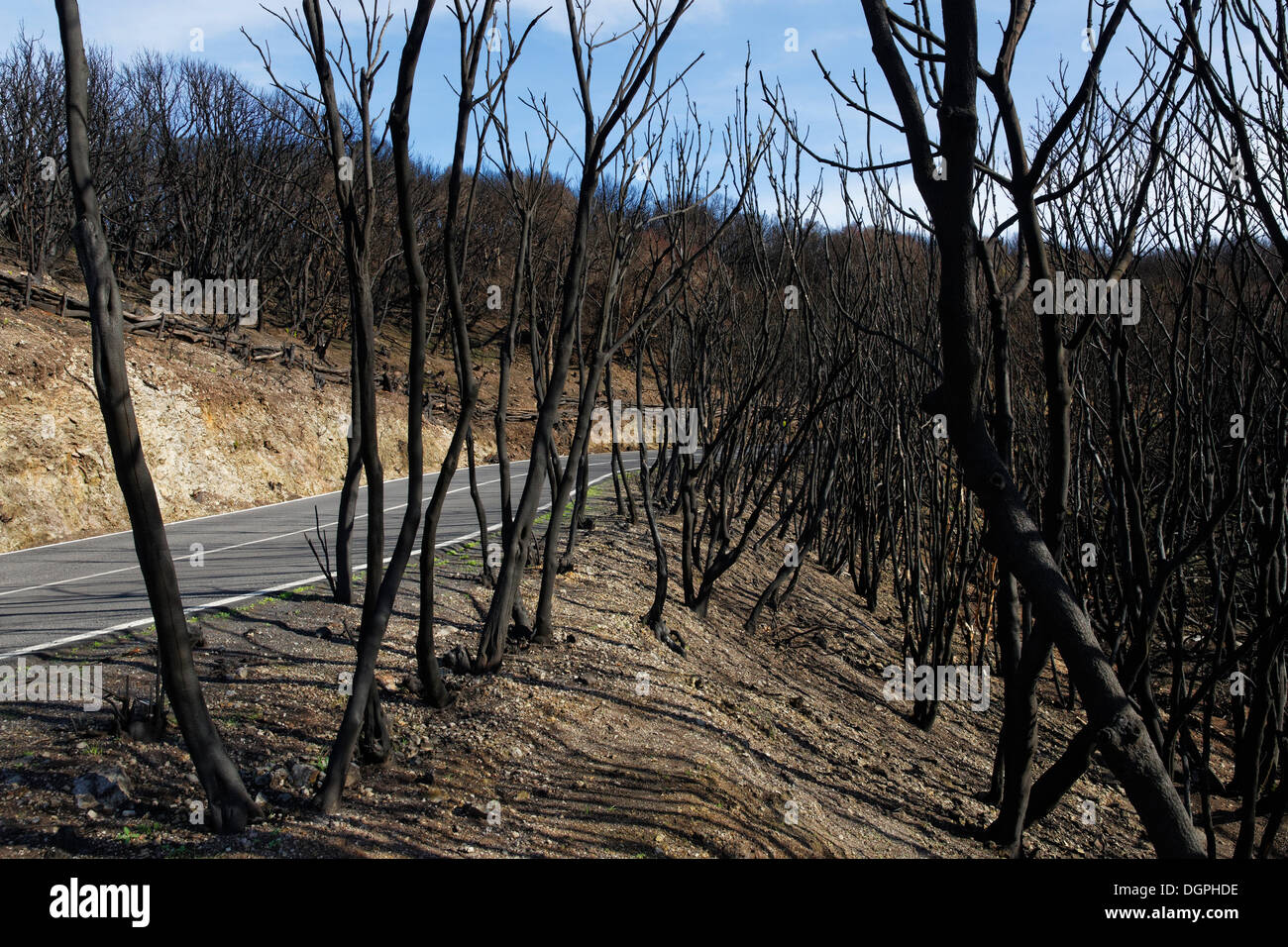 Daño por fuego, cuatro meses después de un incendio forestal, junto a una carretera rural, Parque Nacional de Garajonay, en La Gomera, Islas Canarias, España Foto de stock