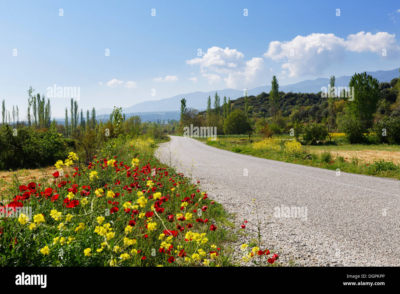 Flores silvestres creciendo al lado de una carretera rural, Yenice, provincia de Aydin, región del Egeo, Turquía Foto de stock