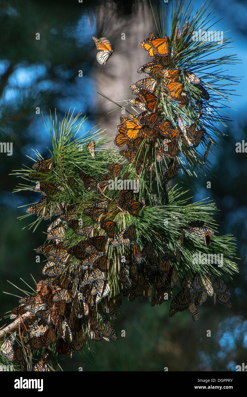 Las mariposas monarca (Danaus plexippus), zonas de invernada, Monarca Grove Santuario, Monterey, Pacific Grove, California Foto de stock