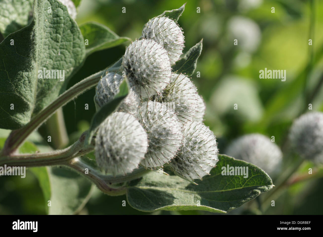 Wildstauden fotografías e imágenes de alta resolución Alamy