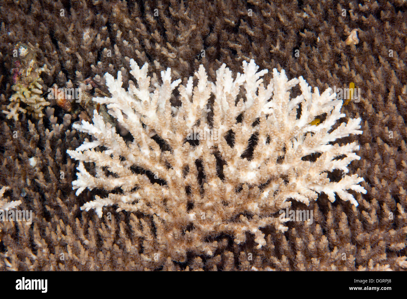 Coral muerto, de corales pétreos (Acropora), detalle de la Gran Barrera de Coral, Queensland, Australia Foto de stock