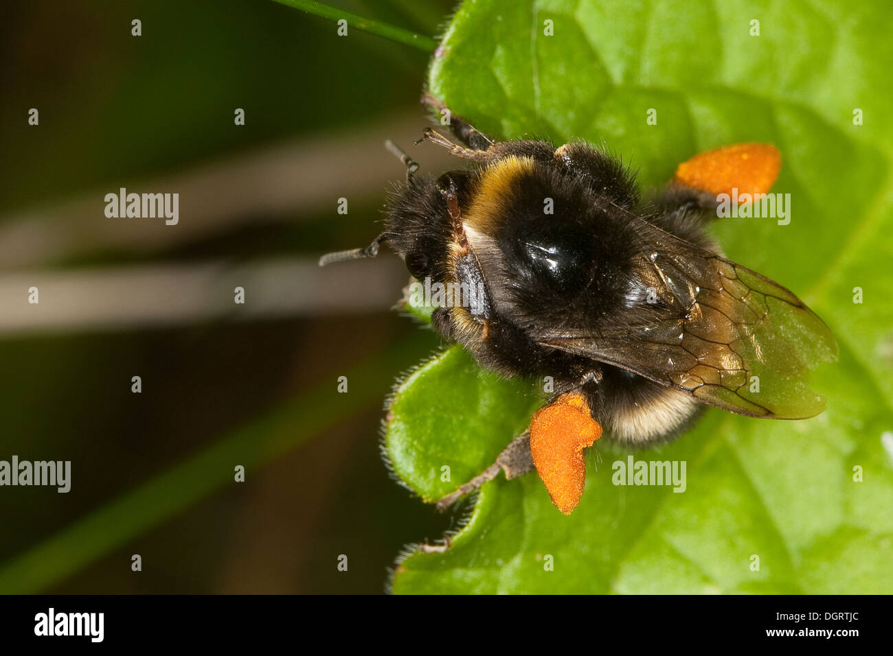 Buff-tailed Bumble Bee, la gran masa de Bumblebee, Dunkle, Porträt Erdhummel, Retrato, Bombus terrestris, Pollenhöschen Foto de stock
