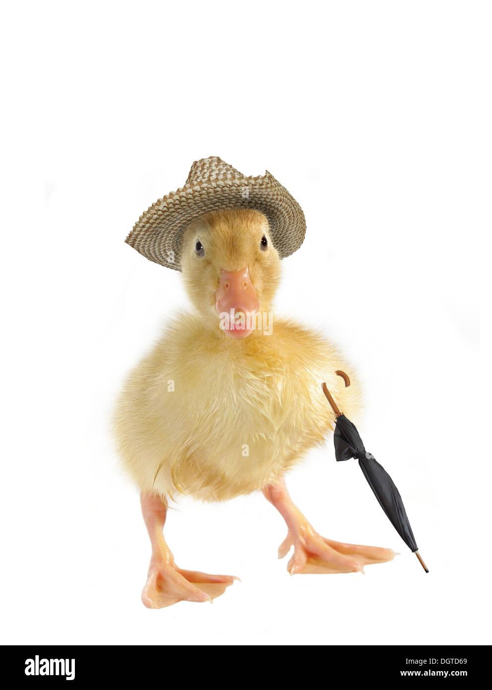 Pato pequeño en el sombrero de paja sobre fondo blanco Fotografía de stock  - Alamy