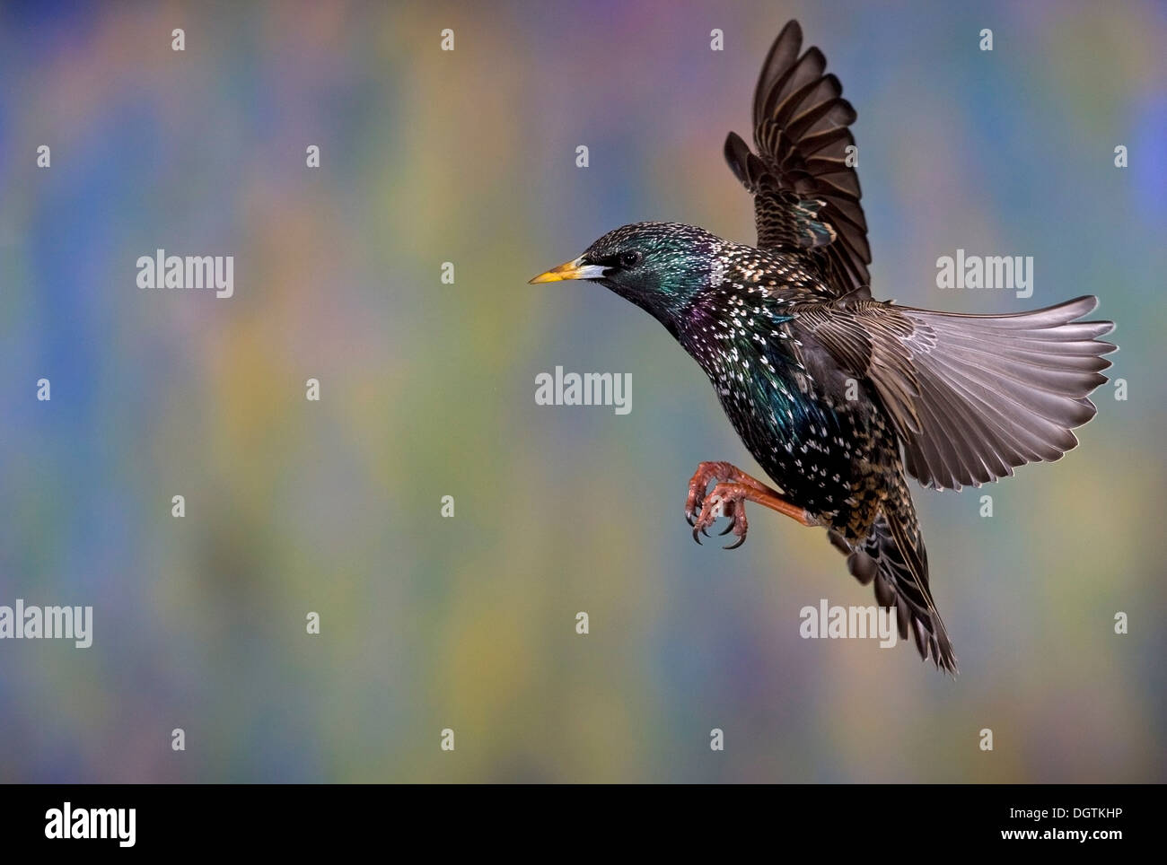 Starling (Sturnus vulgaris) en vuelo, Turingia Foto de stock