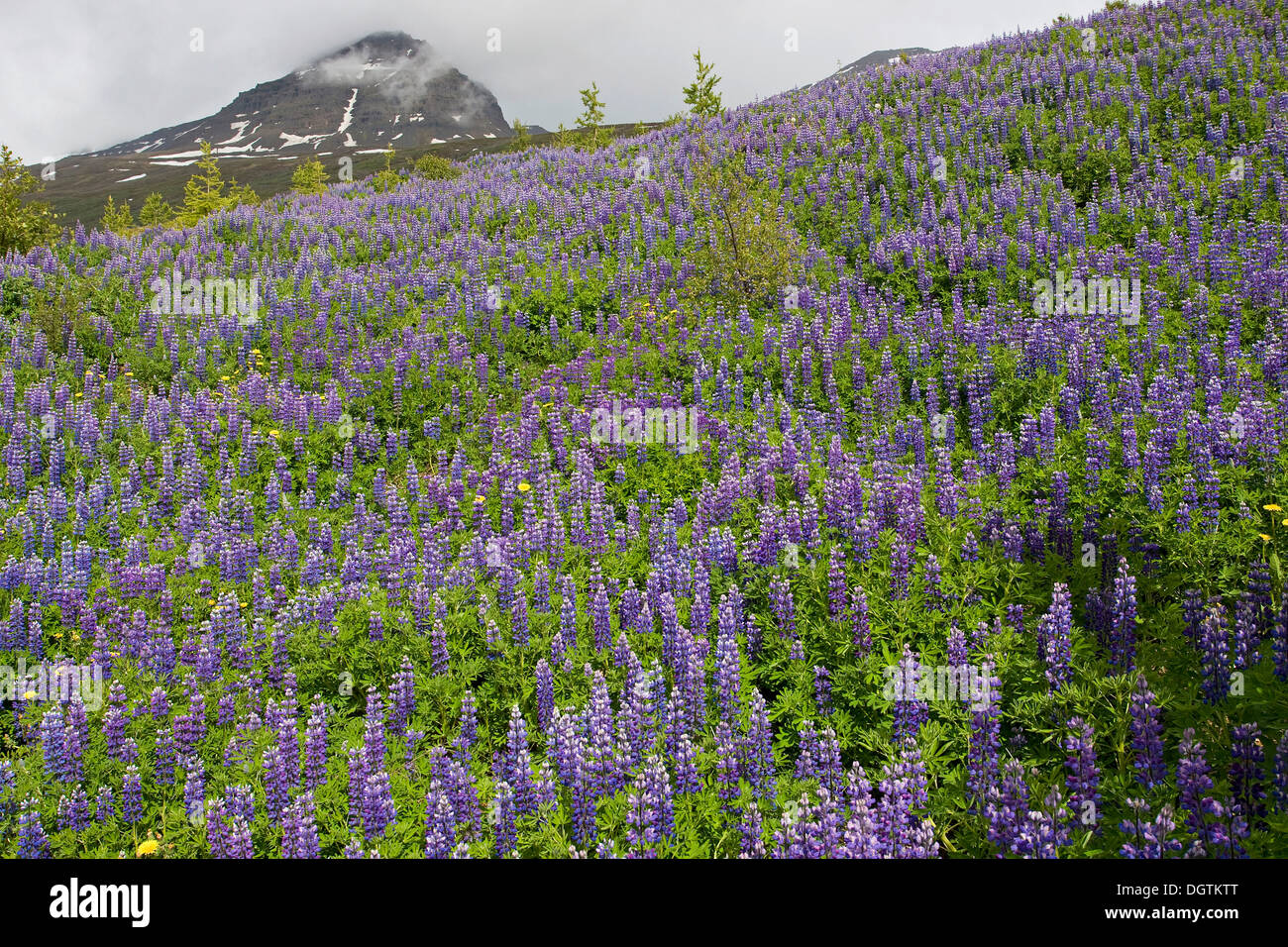 Nootka lupino (Lupinus nootkatensis), fiordos orientales, Islandia, Europa Foto de stock
