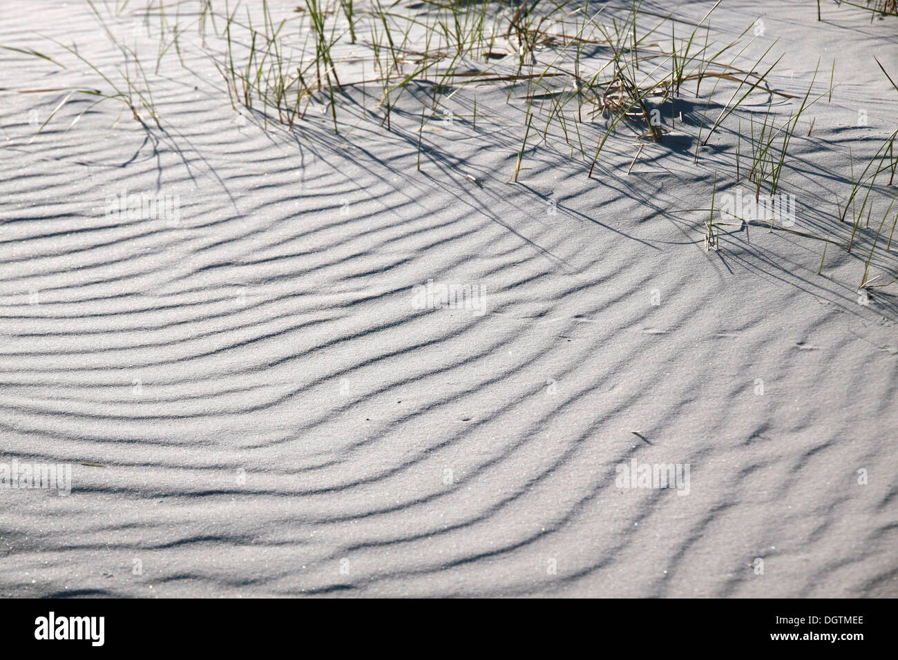 Playa de arena blanca en la costa sur de Dueodde, Bornholm, Dinamarca Foto de stock