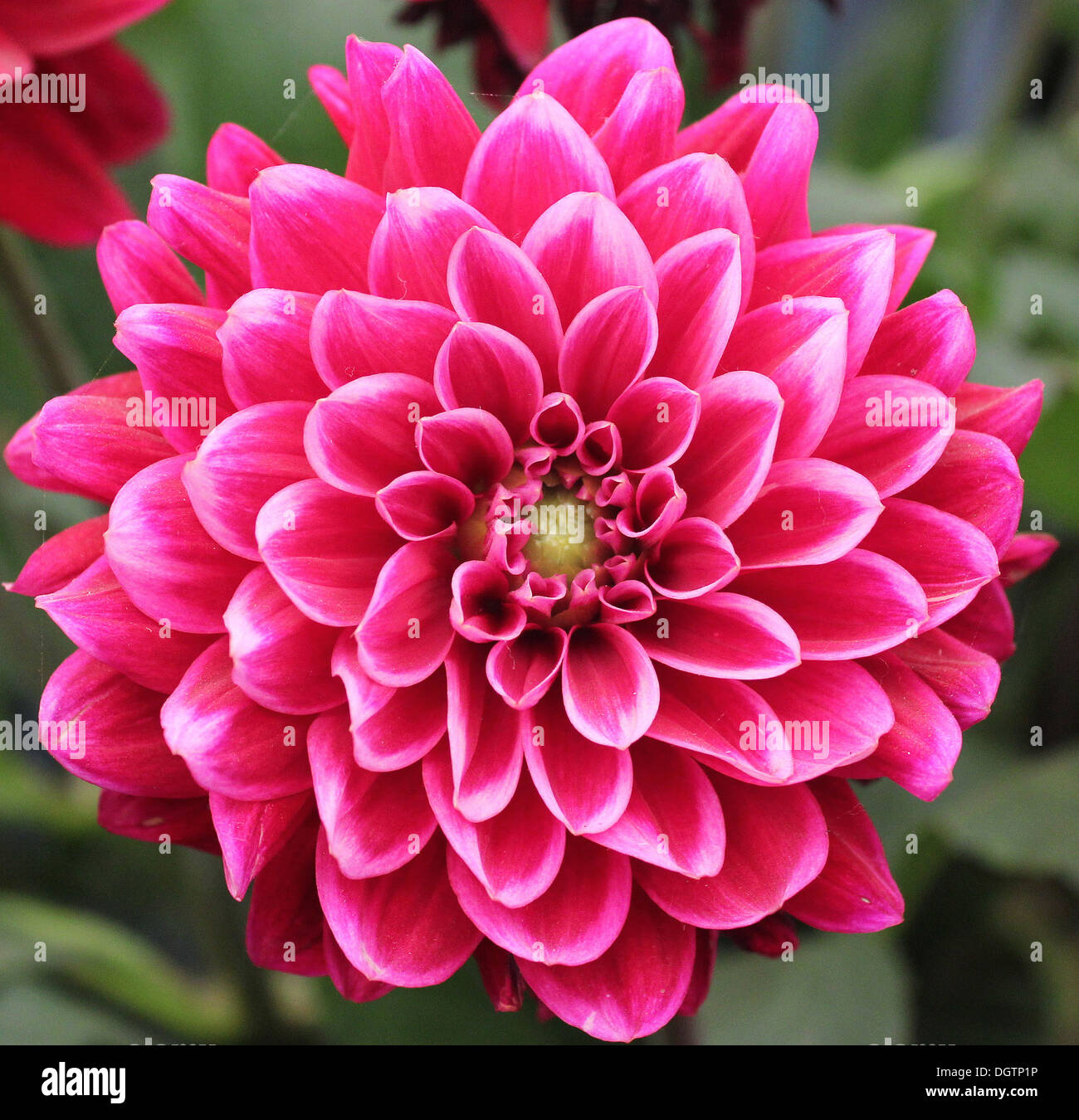 Dalia rosa oscuro fotografías e imágenes de alta resolución - Alamy