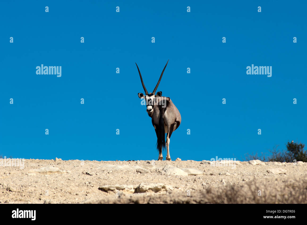 Gemsbok (Oryx gazella) en el Parque Transfontier de Kgalagadi, Sudáfrica Foto de stock