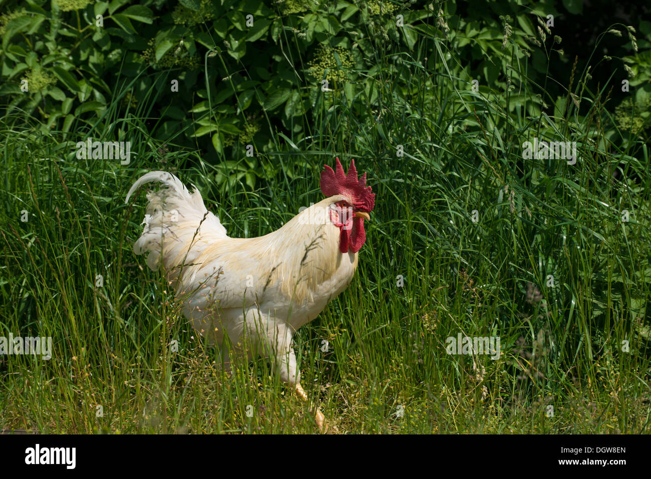 Orgulloso gallo blanco en una granja Foto de stock