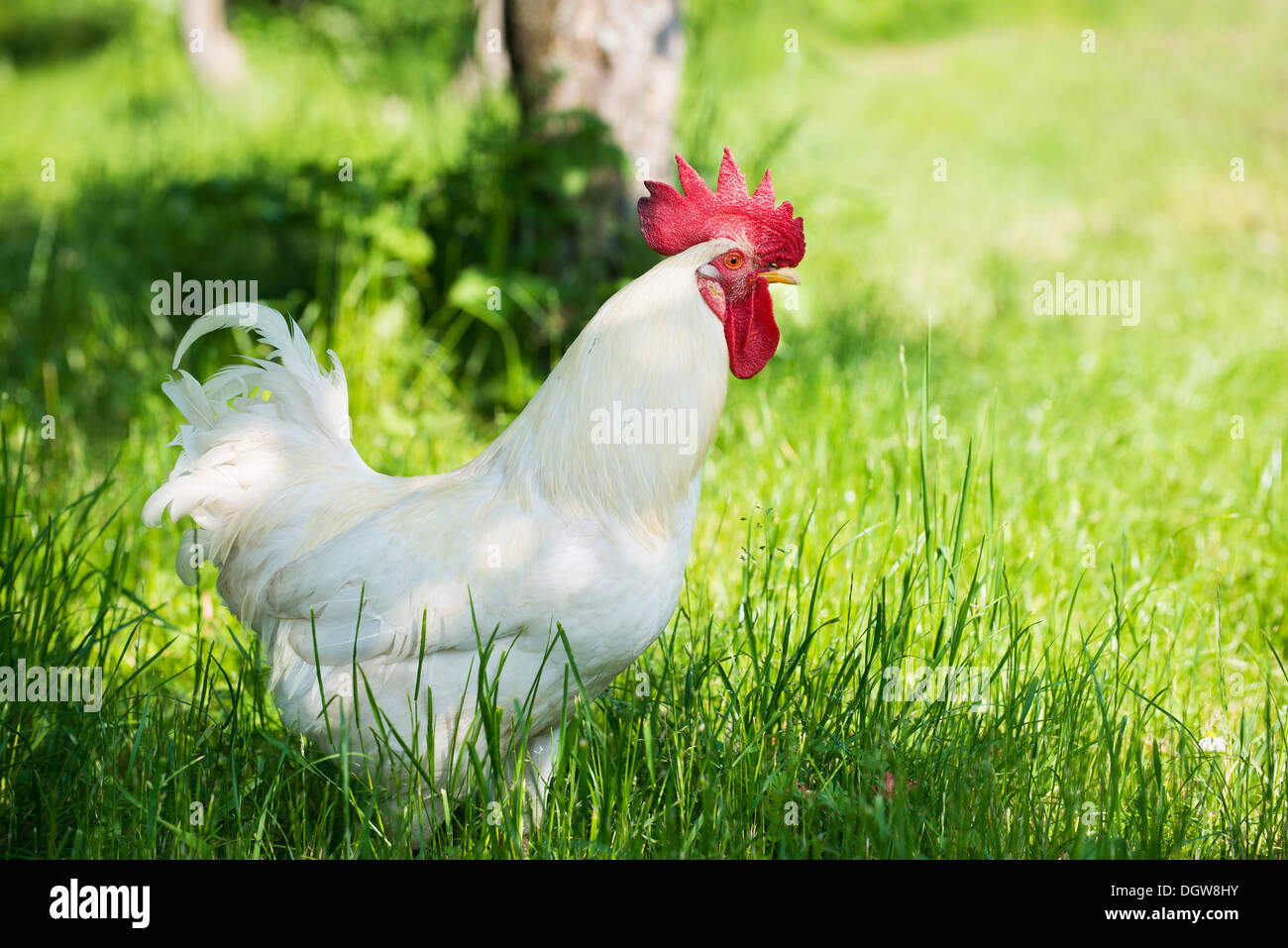 Orgulloso gallo blanco en una granja Foto de stock