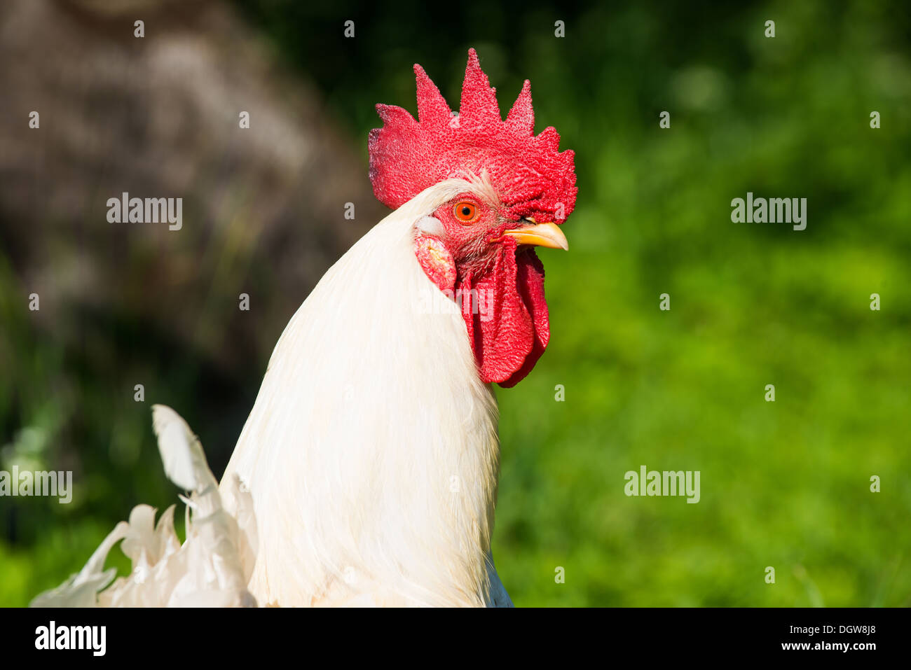 Orgulloso gallo blanco en una granja Foto de stock