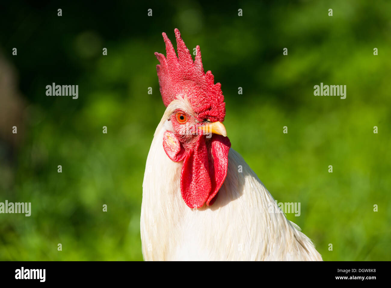 Orgulloso gallo blanco en una granja Foto de stock