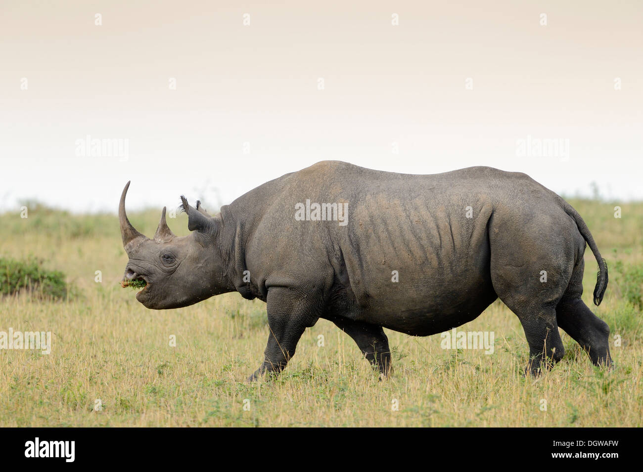 El rinoceronte negro, caminando sobre el césped. Foto de stock