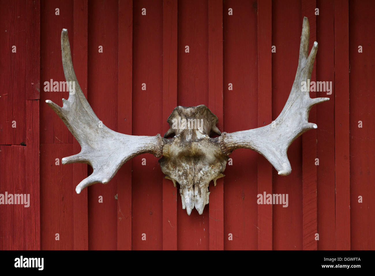 Elk o alces cornamenta en una pared de madera roja, Laponia, Suecia Foto de stock