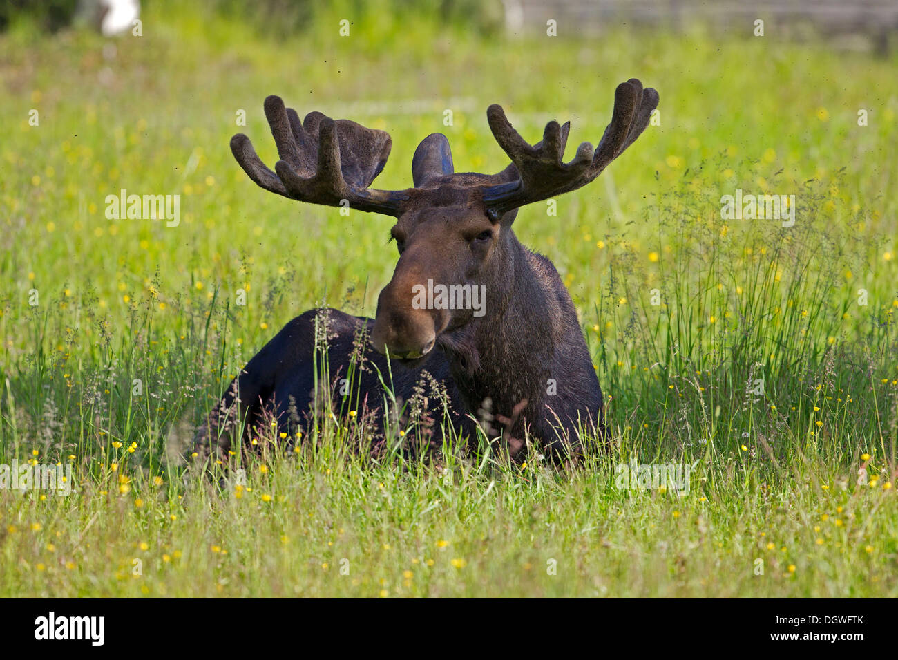 Elk euroasiática o Moose (Alces alces), Bull, Laponia, Suecia Foto de stock