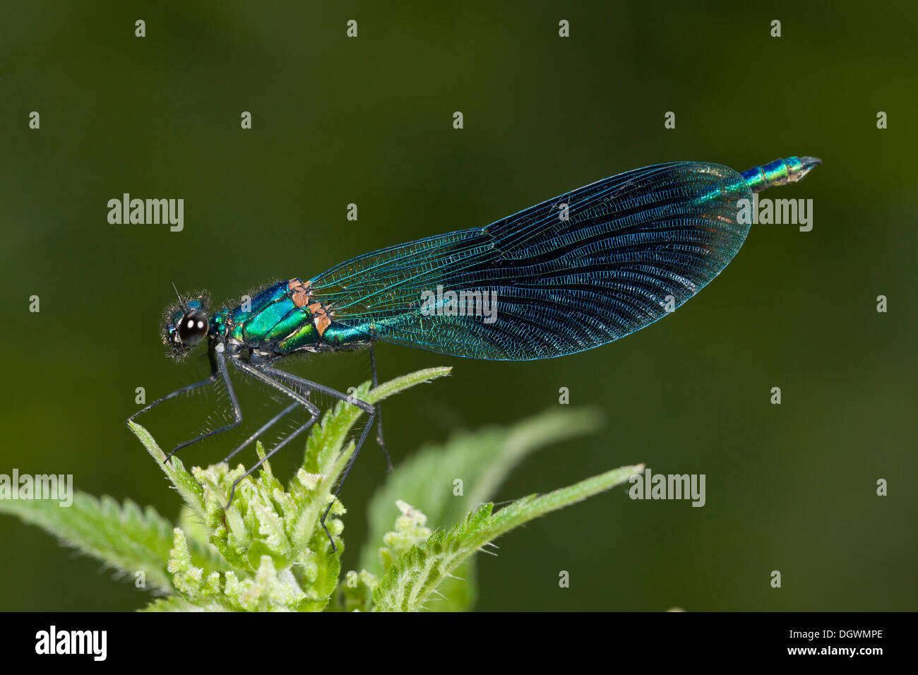 Bandas masculinas Demoiselle, Calopteryx splendens = Agrion splendens, encaramado en la vegetación ribereña. Foto de stock