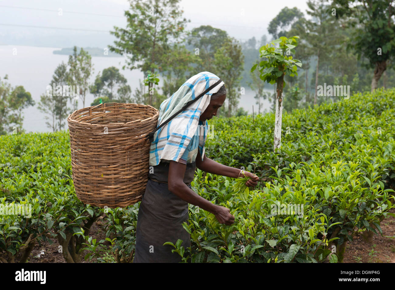 Selector de té femenina recogiendo hojas de una planta de té (Camellia sinensis), Dalhousie, am Maskeliya depósito, Zentrales Hochland Foto de stock