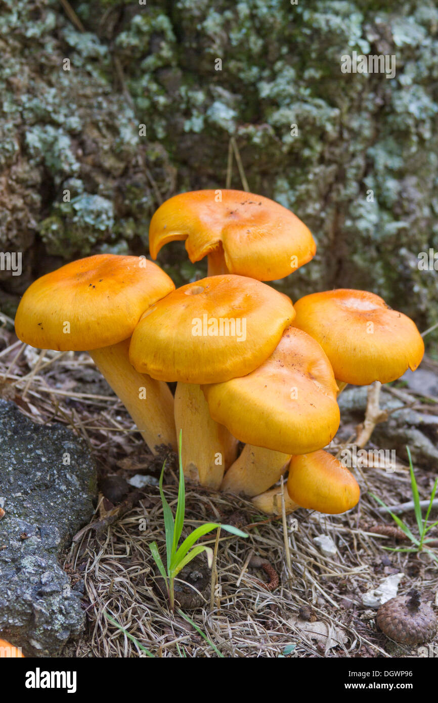 Un parche de color naranja brillante de tóxicos jack-o-lantern hongos que crecen en la base de un roble podrido Foto de stock