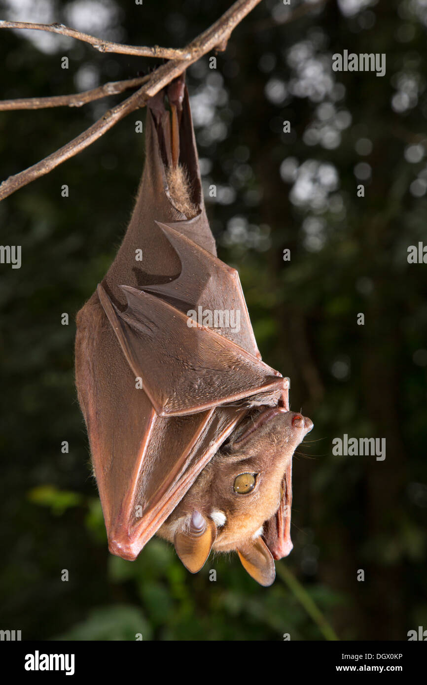 Franquet's epauletted fruit bat (Epomops franqueti) colgado en un árbol, Ghana. Foto de stock