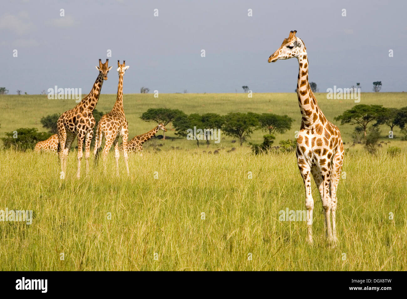 Rothschild o ugandés Jirafas (Giraffa camelopardalis), subespecies en peligro crítico, en la sabana de la Murchison Foto de stock