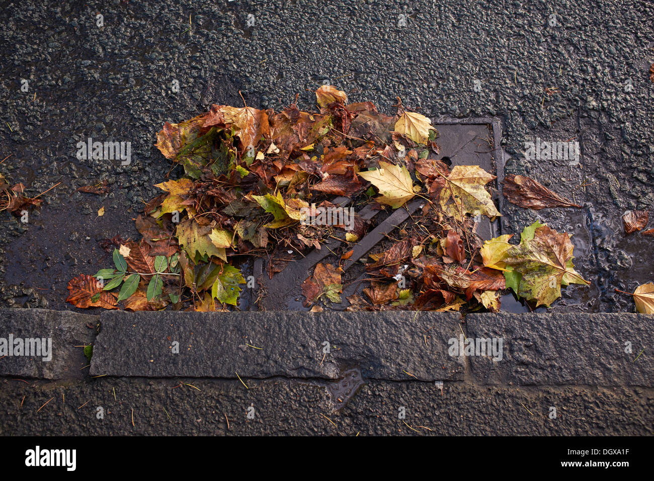 Vaciado en el camino cubierto de hojas de otoño Foto de stock
