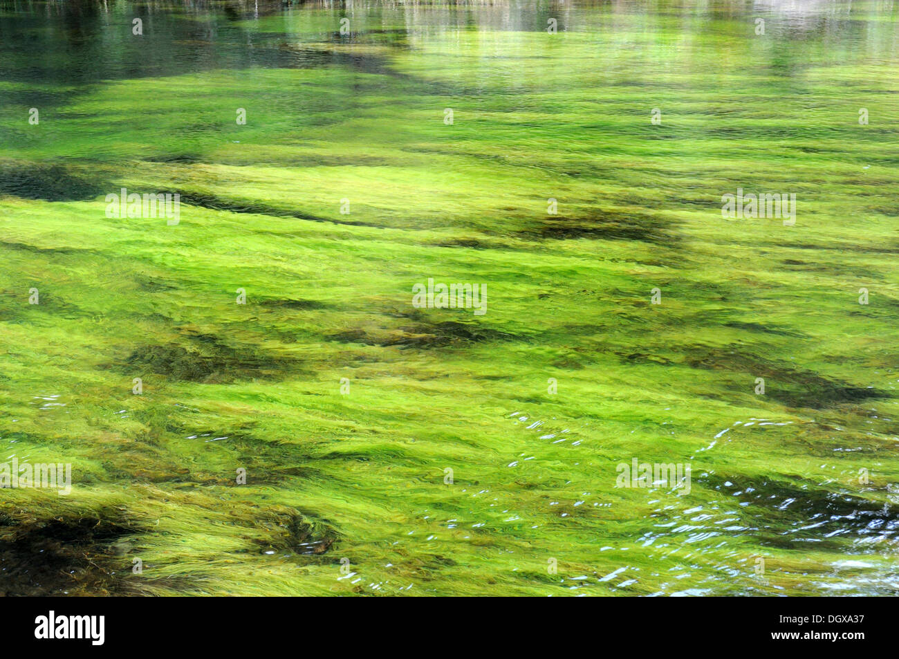 La maleza de agua formando un patrón de color verde brillante en un río Foto de stock