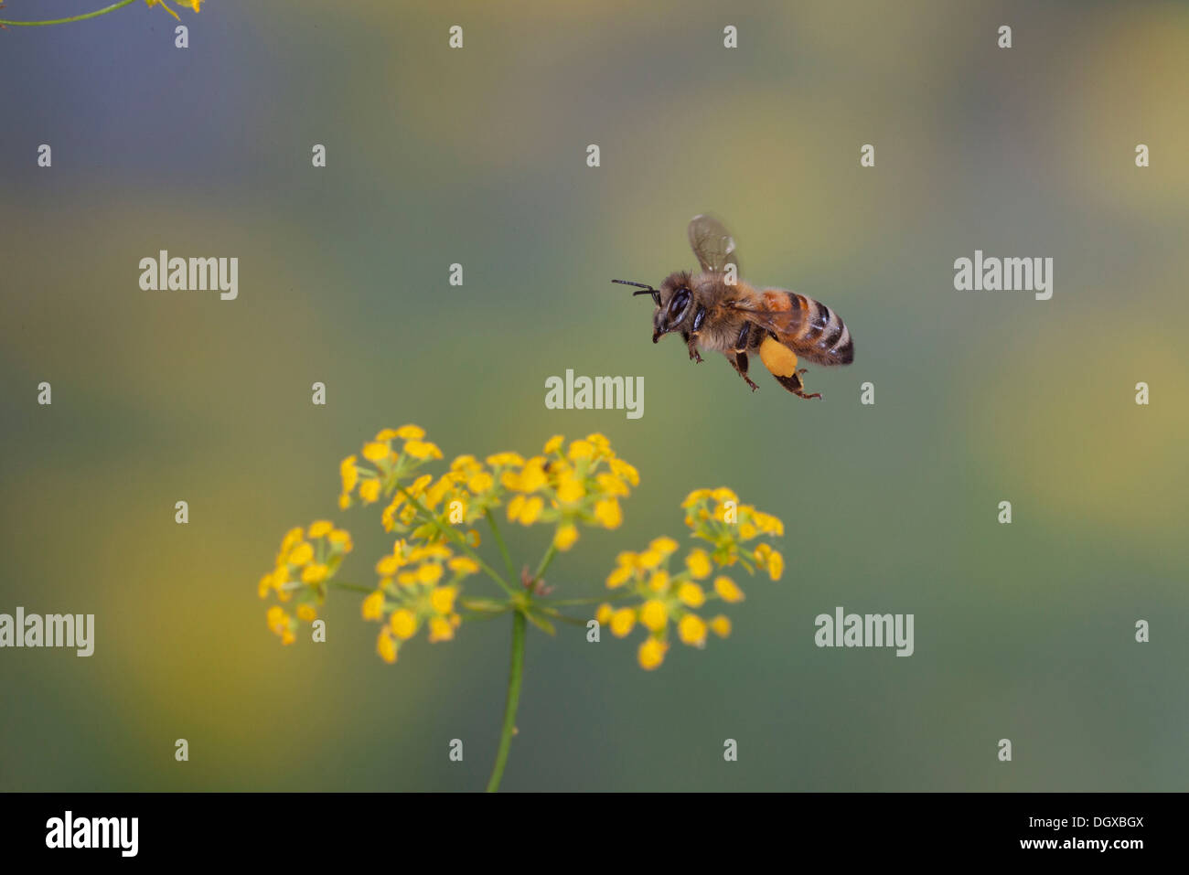 Miel de abejas o de Europa occidental de abejas (Apis mellifera) en vuelo, Turingia, Alemania Foto de stock