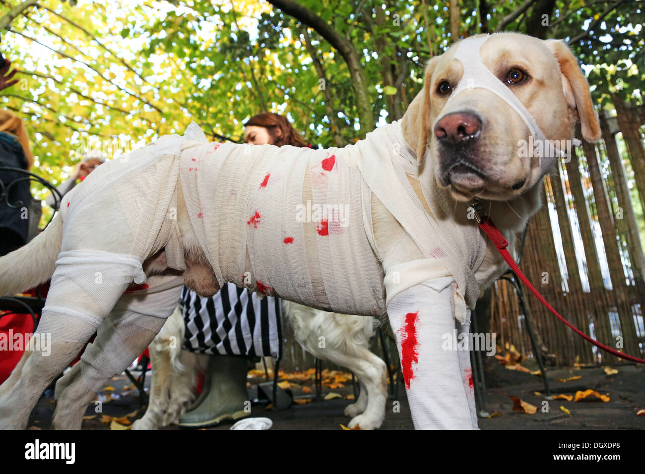 Londres, Reino Unido. 27 de octubre de 2013. Thor la Golden Labrador  vestido con un traje de momia a todos los perros importa Halloween Disfraces  perro a pasear, Hampstead Heath, Londres Crédito: