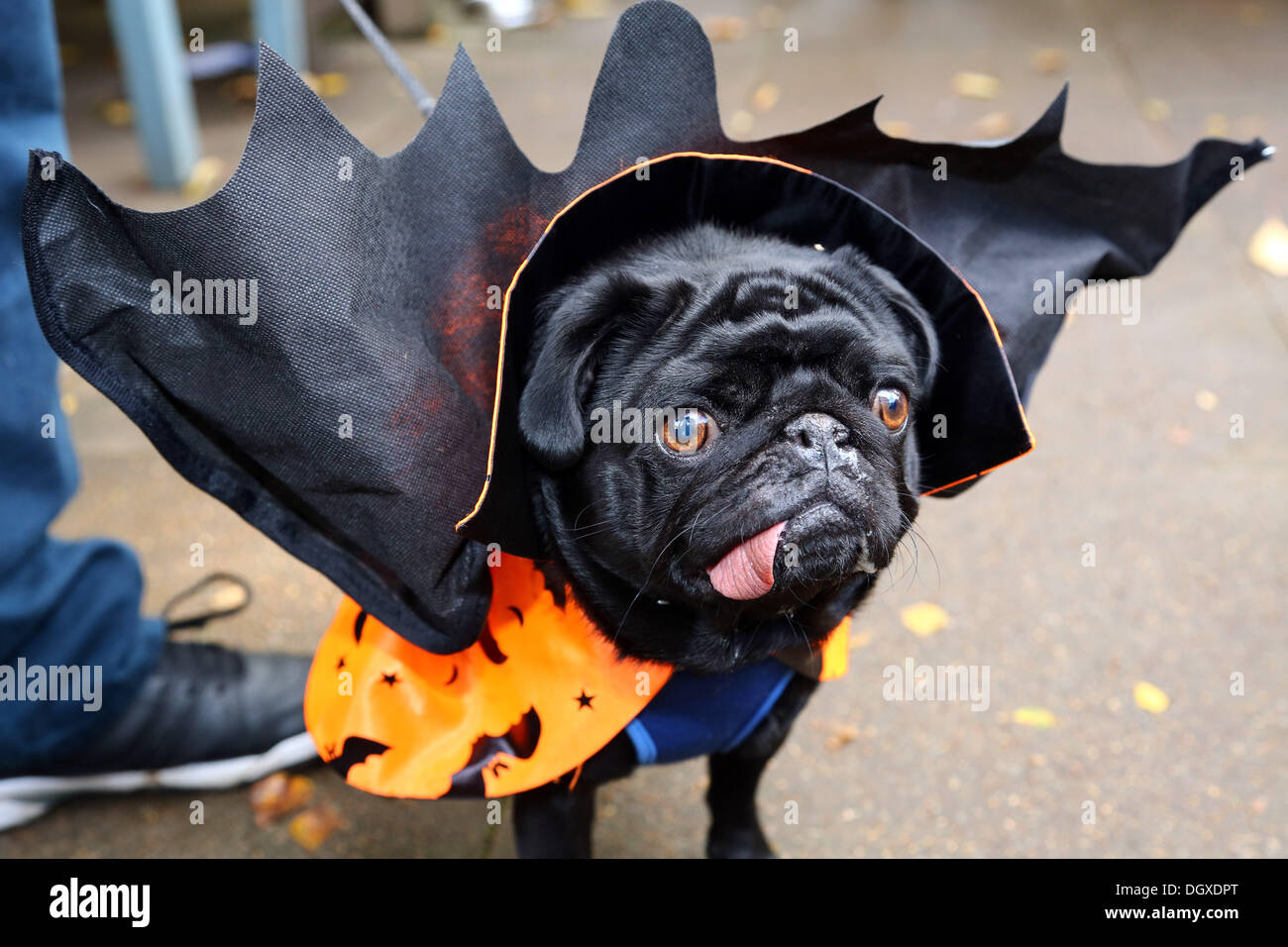 Londres, Reino Unido. 27 de octubre de 2013. Boris el Pug vestidos  vistiendo un traje de vampiro con alas a todos los perros importa Halloween  Disfraces perro a pasear, Hampstead Heath, Londres
