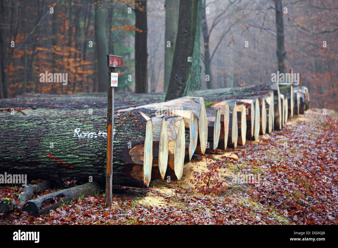 Valiosa madera para chapa acostado sobre una ruta del bosque listo para subasta, Krofdorfer bosque, Hesse. Foto de stock